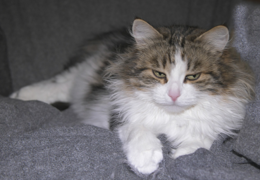 Sibirisk katt Vickie